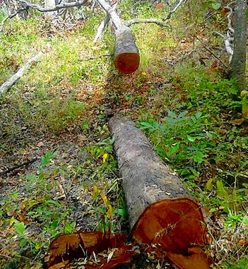 Một cây gỗ trong tiểu khu 279 bị triệt hạ. Ảnh: PHƯƠNG NAM