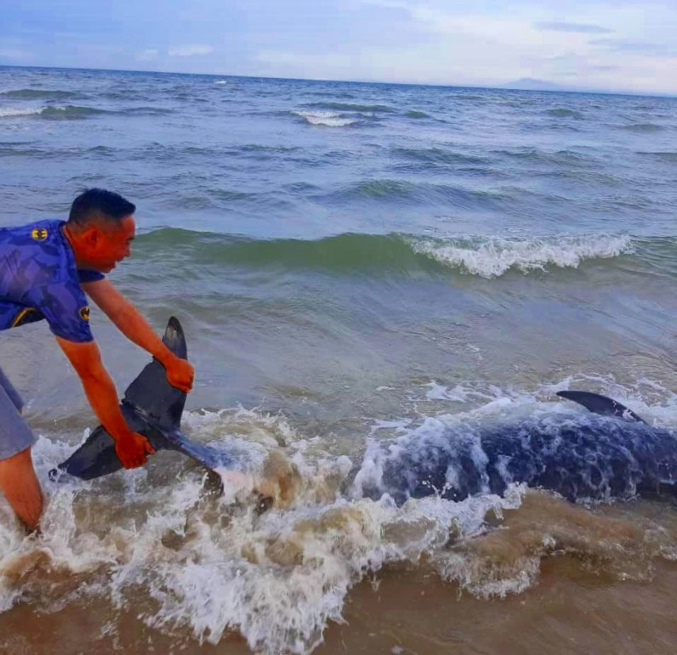 Cá khá lớn, nặng nên đưa trở lại ra biển cần hợp sức của nhiều người.