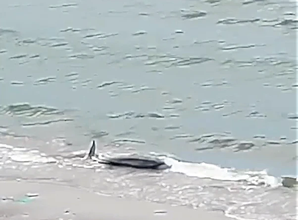 Thời điểm cá heo vùng vẫy tuyệt vọng.
