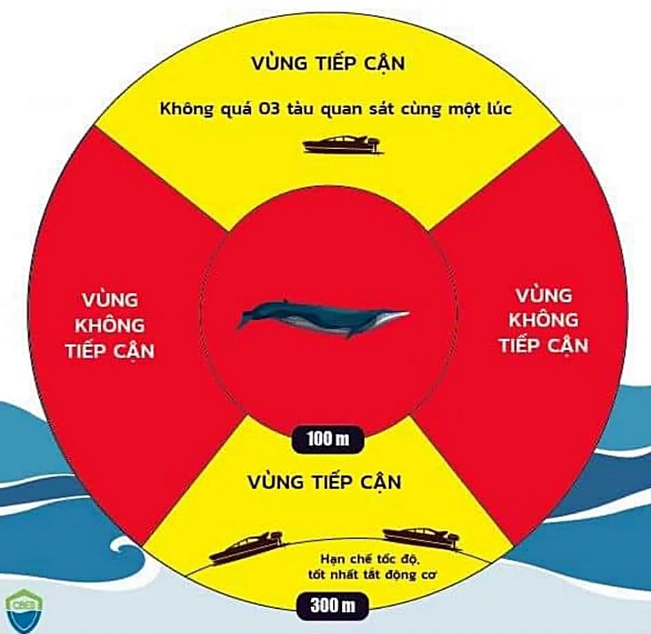 Các tổ chức bảo vệ động vật hoang dã khuyến cáo khoảng cách ngắm cá voi.