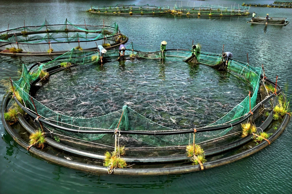 Nông thôn mới, Huy chương Vàng Đông Nam Bộ 2015, giải A Hội nghệ sĩ Nhiếp ảnh VN.