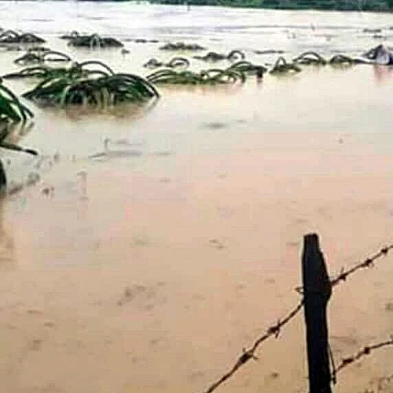 Thanh long bị ngập tại xã Tân Lập.