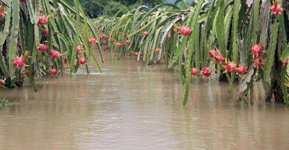 Một vườn thanh long sắp thu hoạch bị ngập.