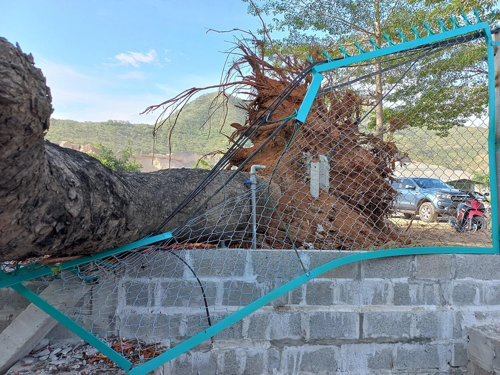 Gốc xà cừ bị ngã khá to