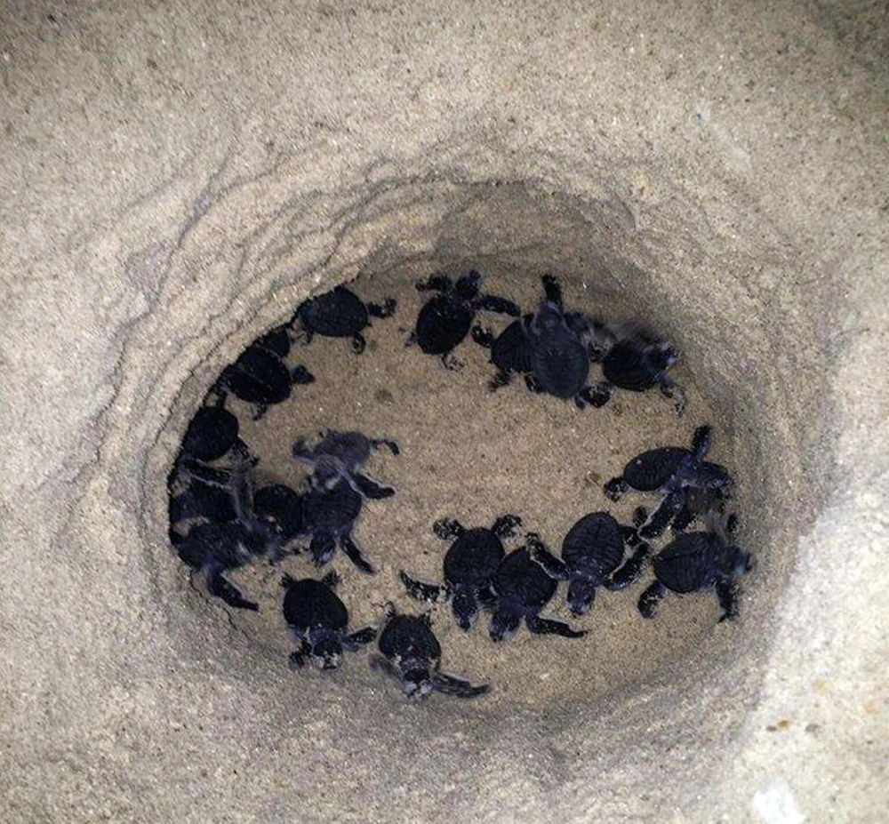 Hòn Cau là nơi rùa biển chọn làm nơi sinh sản. Hòn Cau là nơi rùa biển chọn làm nơi sinh sản.