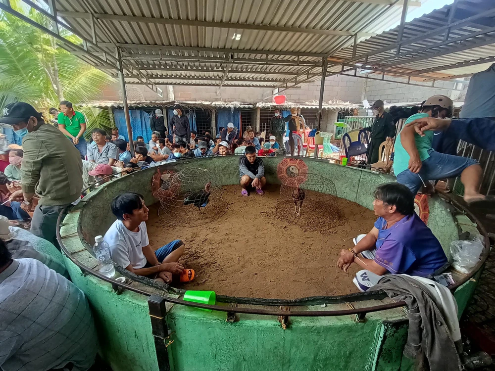 Triệt phá một trường gà khủng, tạm giữ 60 đối tượng tại thành phố Phan Thiết ảnh 1