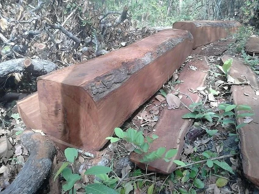 Gỗ bị triệt hạ trong rừng phòng hộ La Ngà. Ảnh PN.