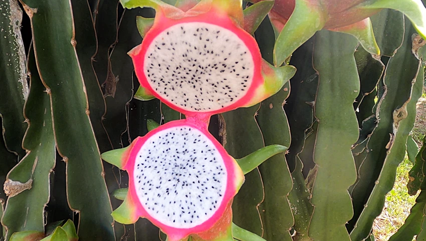 Thanh long đang được giá trở lại sau khi Trung Quốc nới lỏng biện pháp phòng chống dịch