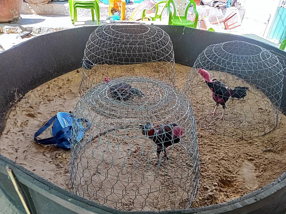 3 con gà để đá sát phạt ăn tiền. Ảnh PĐ.