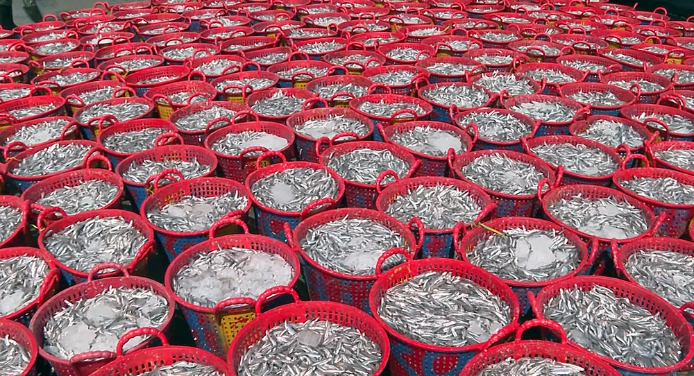 Cá cơm, nguyên liệu chính làm cho nước mắm Bình Thuận thơm ngon.