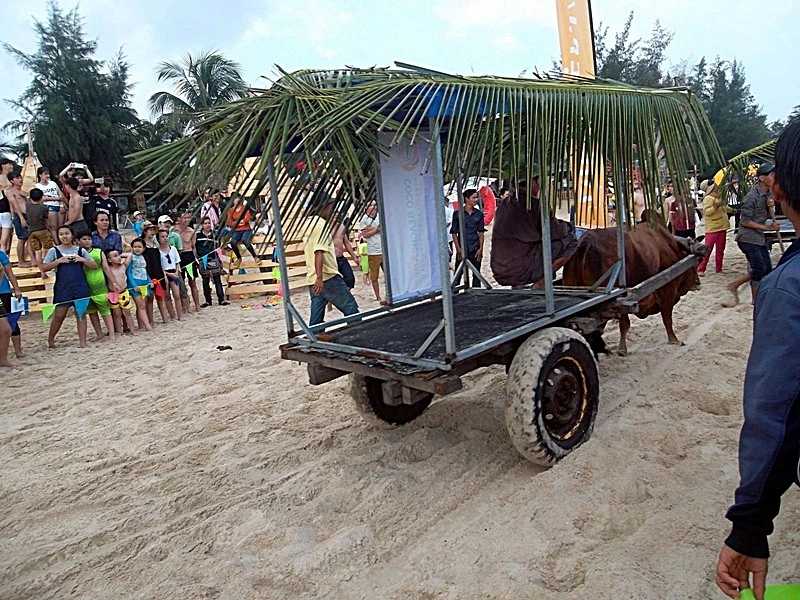 Hiện vẫn còn 20 xe bò vận chuyển du khách trên bãi biển Cam Bình. Ảnh: PN Hiện vẫn còn 20 xe bò vận chuyển du khách trên bãi biển Cam Bình. Ảnh: PN