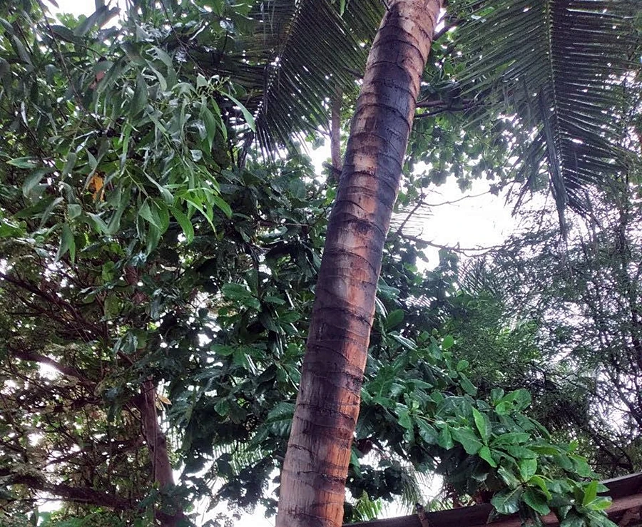 Cây dừa bị sét đánh cháy xém. Ảnh PP.