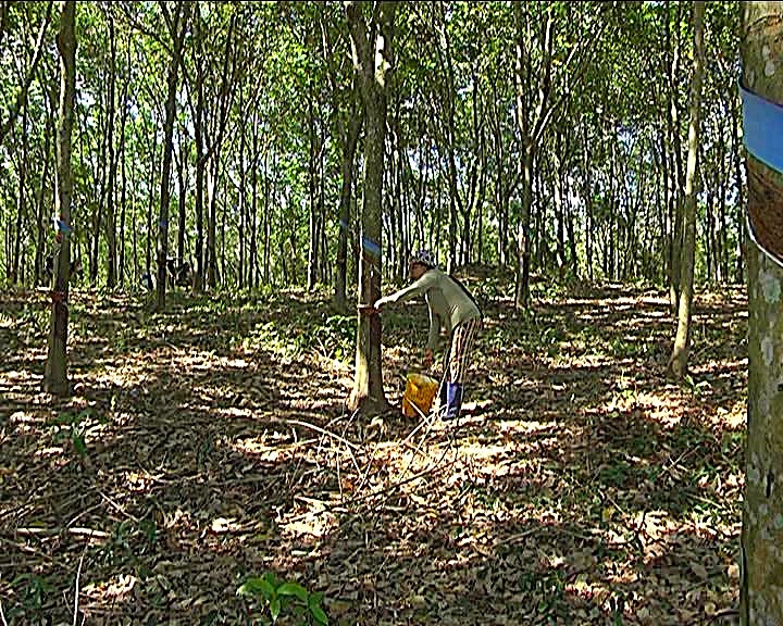 Trồng cao su tại Suối Kiết, Tánh Linh. Ảnh: PP