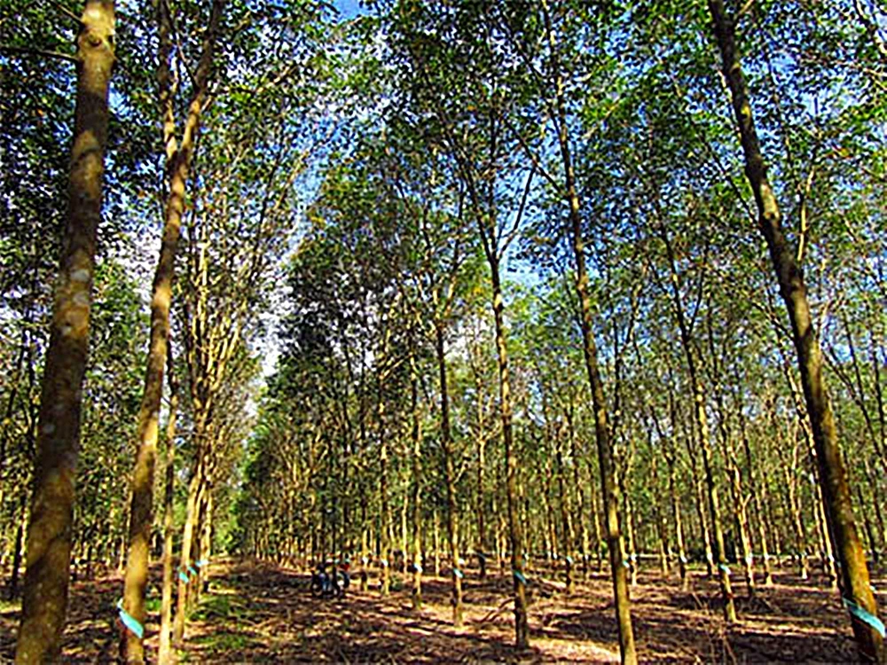 Nhiều đoàn thanh tra nhưng không phát hiện Công ty Sông Dinh hợp tác trồng cao su khi UBND tỉnh chưa cho thuê đất.