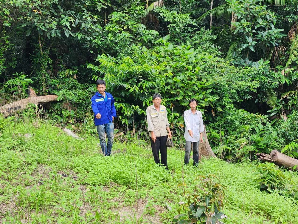 Ba người đàn ông tại khu vực trồng cần sa. Ảnh PP.