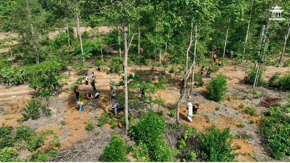 tang-rung-cho-mai-sau (11).jpg