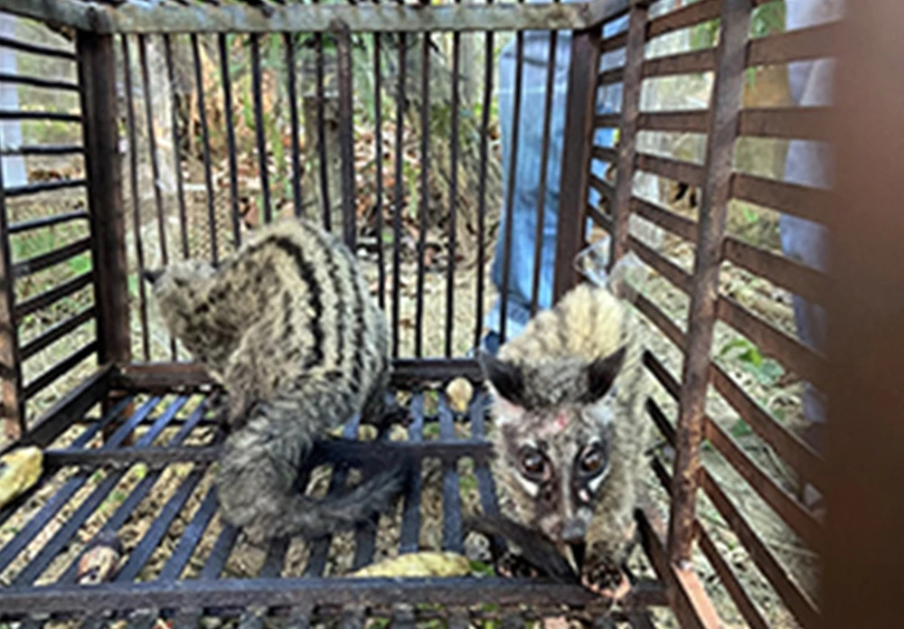 dong-vat-nguy-cap (1).jpg