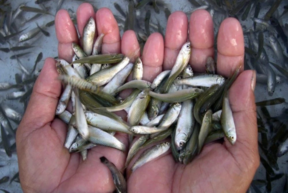 can-duoc-bao-ve (1).png