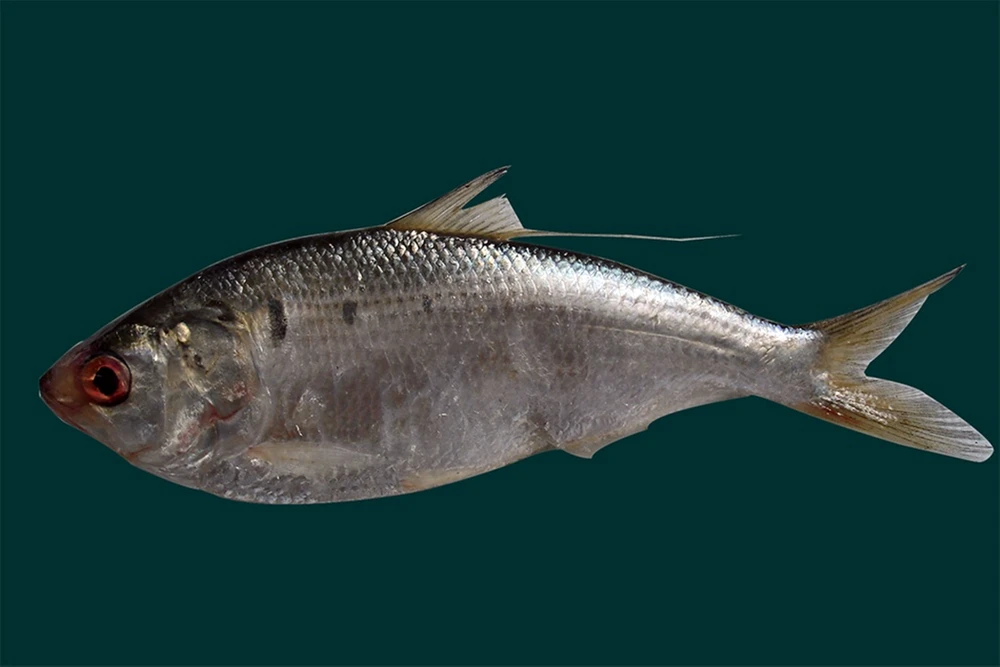 can-duoc-bao-ve (2).jpg