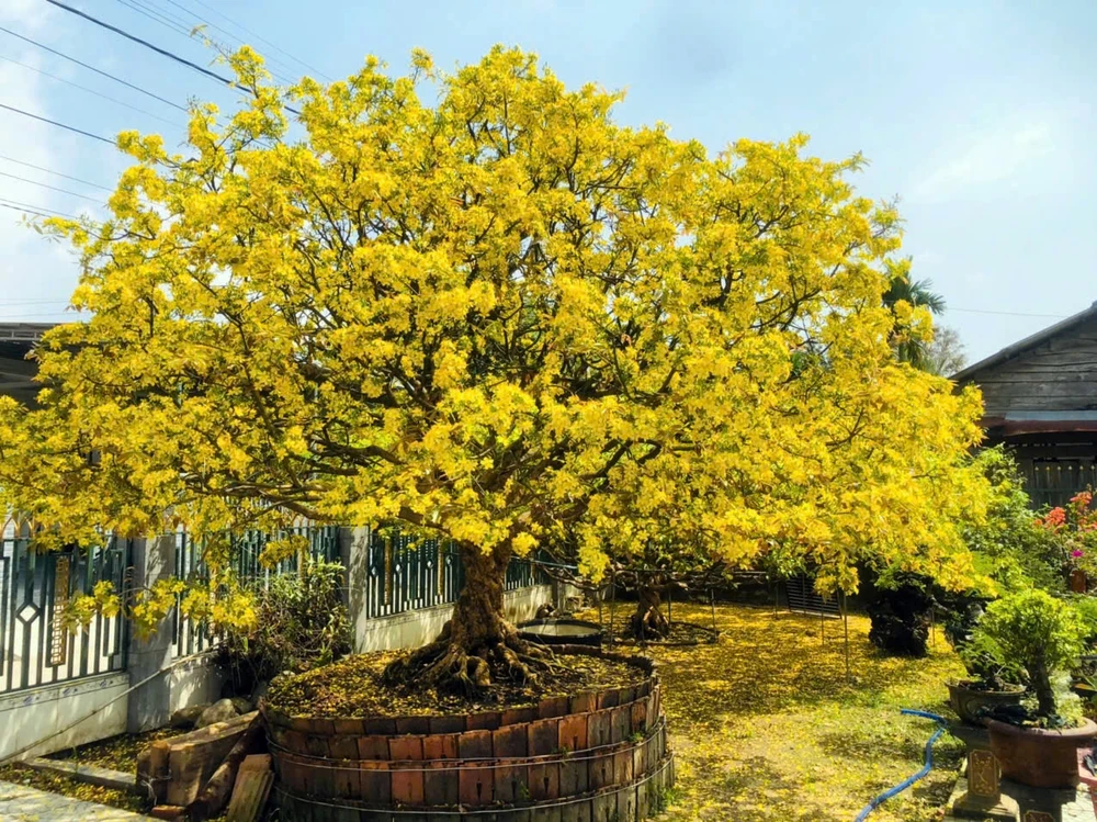 cay-mai-co-thu (2).jpg