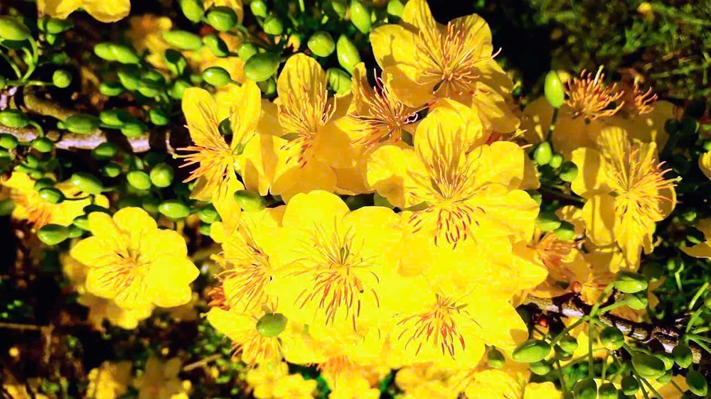 cay-mai-co-thu (3).jpg