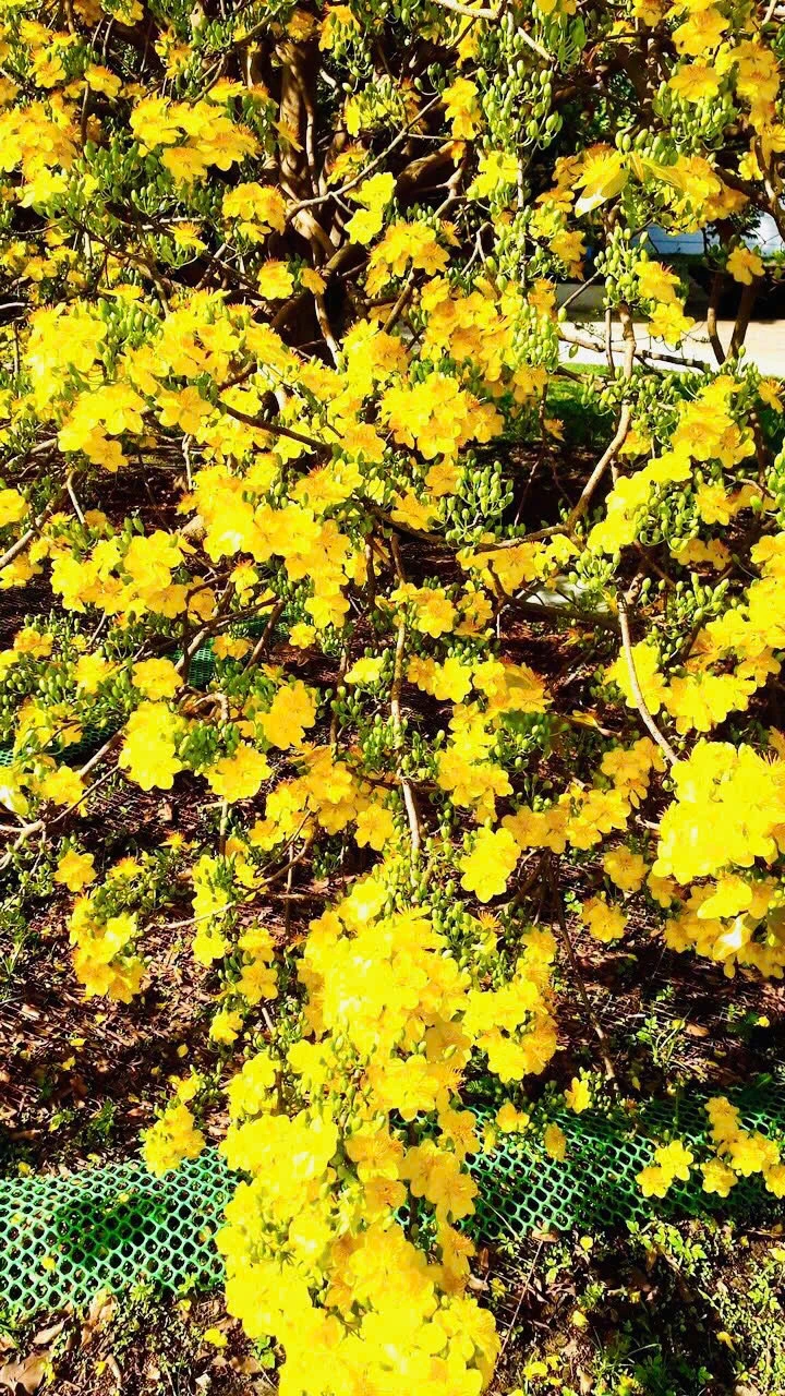 cay-mai-co-thu (4).jpg