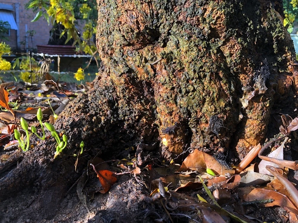 cay-mai-co-thu (5).jpg