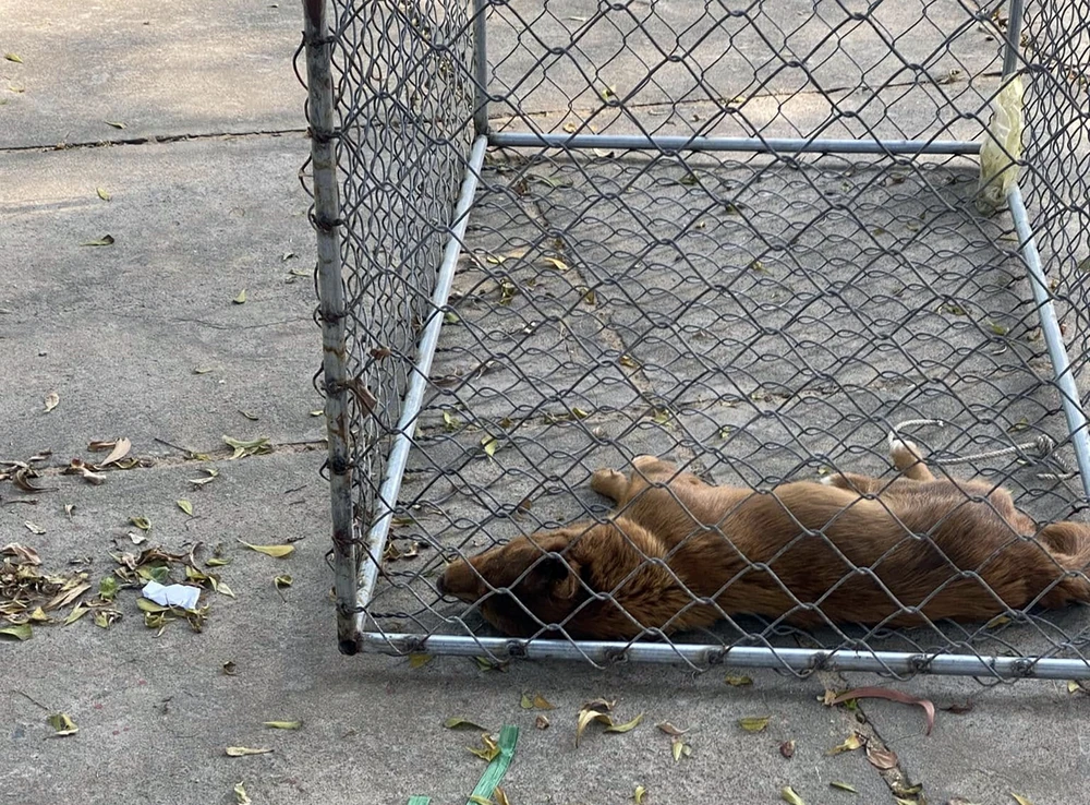 chó mắc bệnh dại