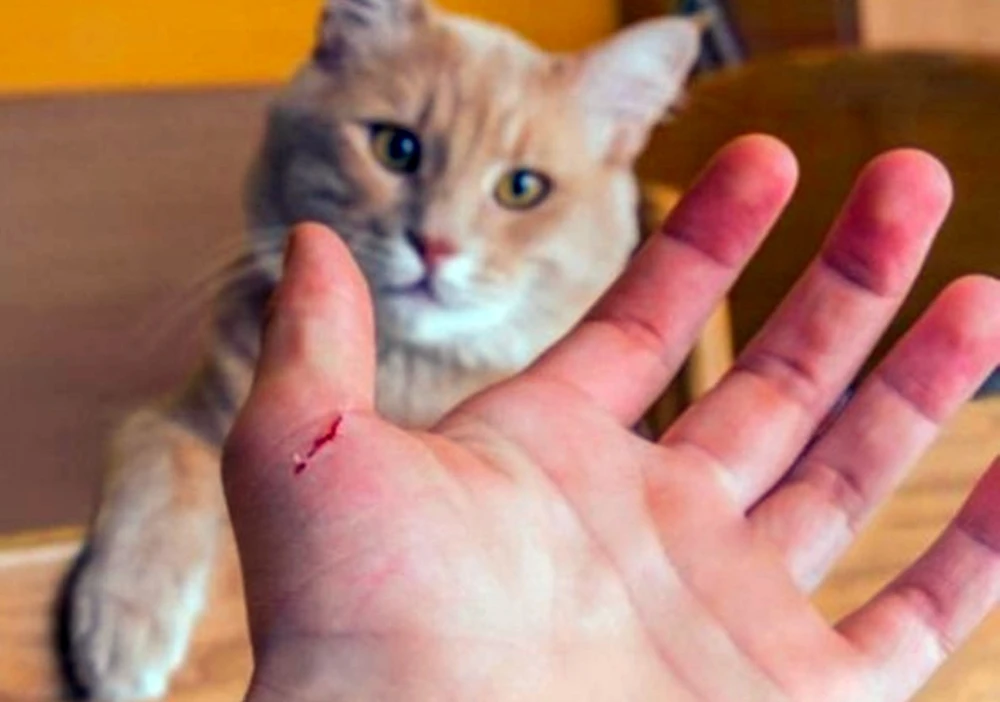 meo-hoang-cao (1).jpg