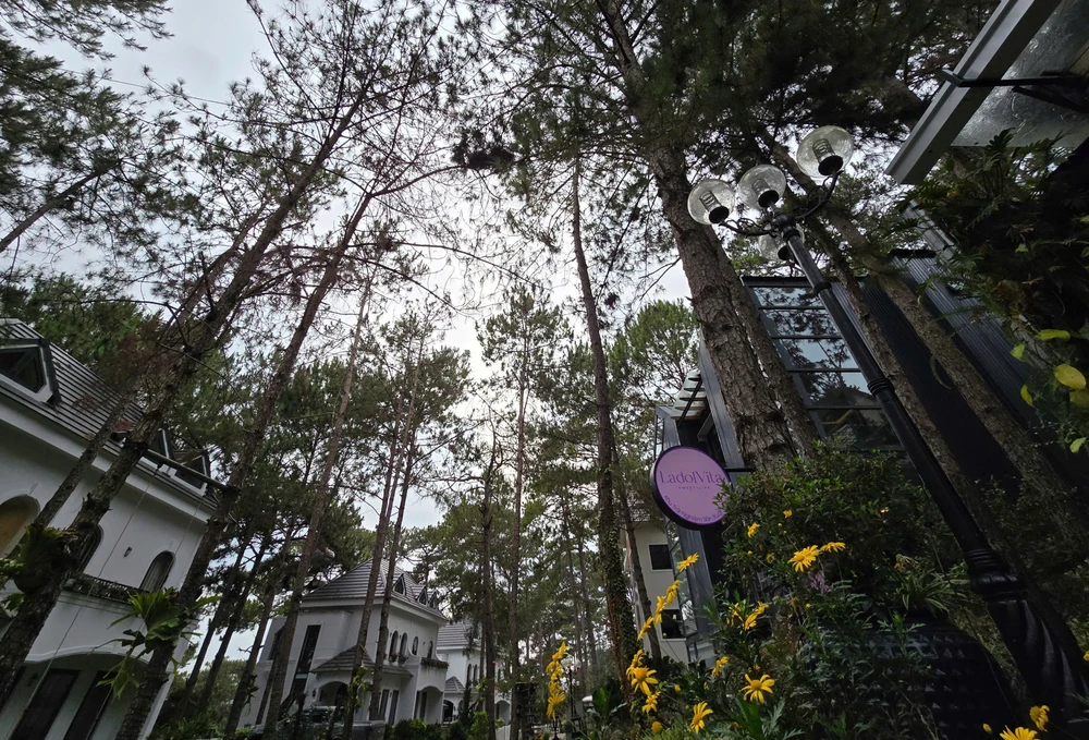 tinh-lam-dong (4).jpg