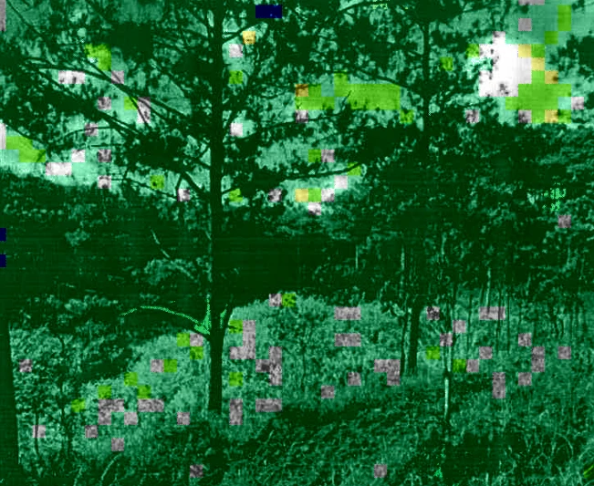 Vị trí lấn chiếm trồng cà phê dưới tán rừng. Ảnh XT-ĐL.