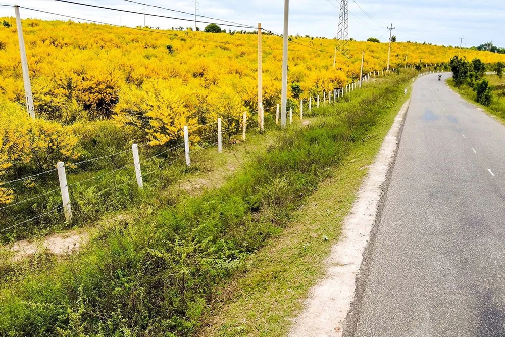 mua-hoa-tram (12).jpg