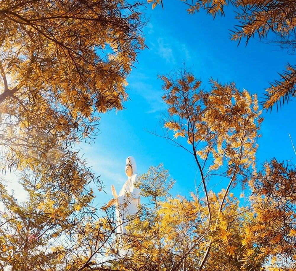 mua-hoa-tram (3).jpg