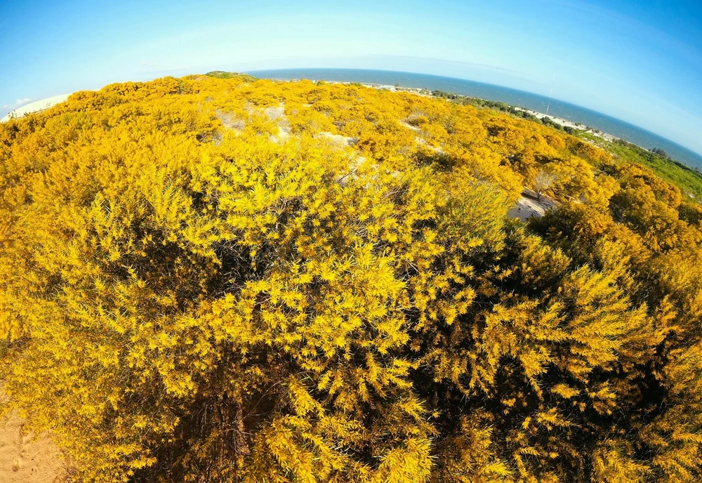 mua-hoa-tram (4).jpg