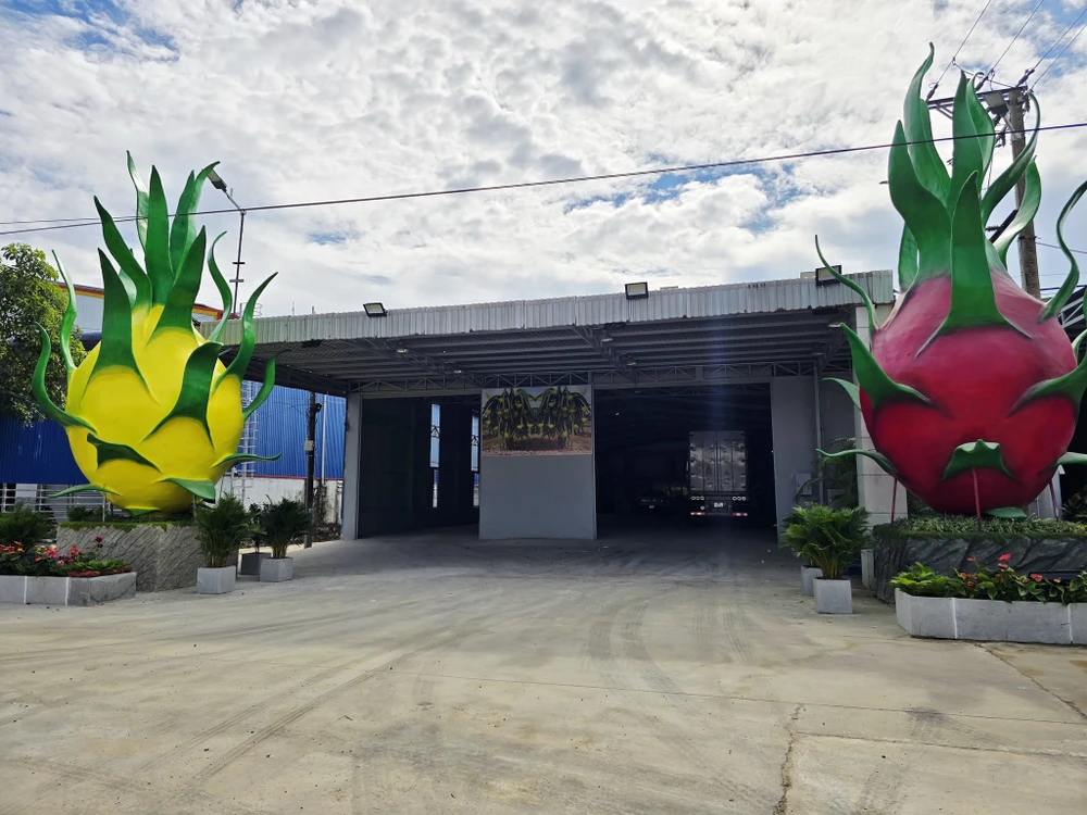 thanh long Bình Thuận