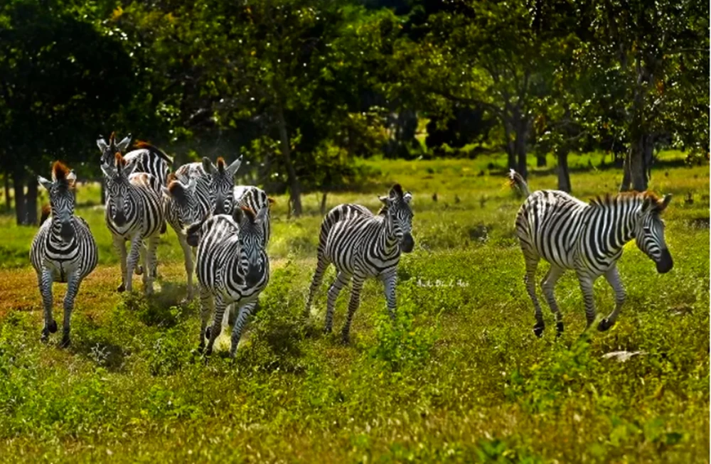 rung-dau-hong-liem (1).png