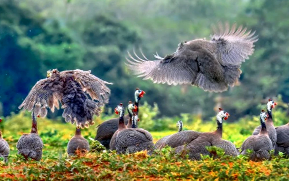 rung-dau-hong-liem (8).jpg