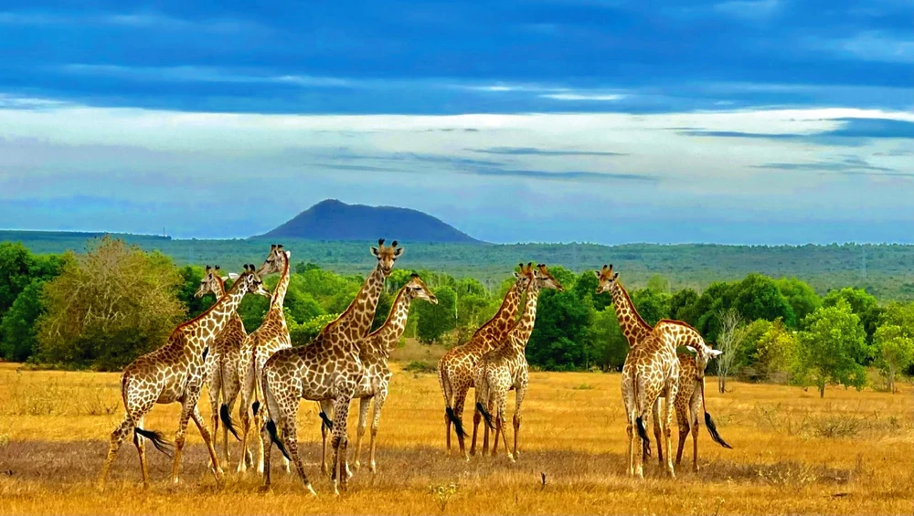 dinh-bao-dai (3).jpg