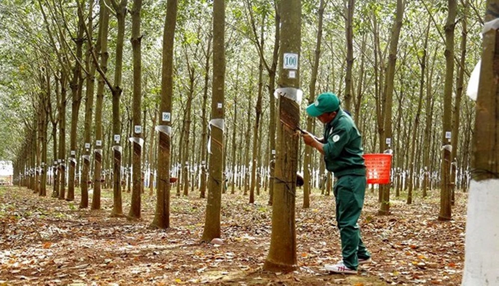 thanh tra Chính phủ