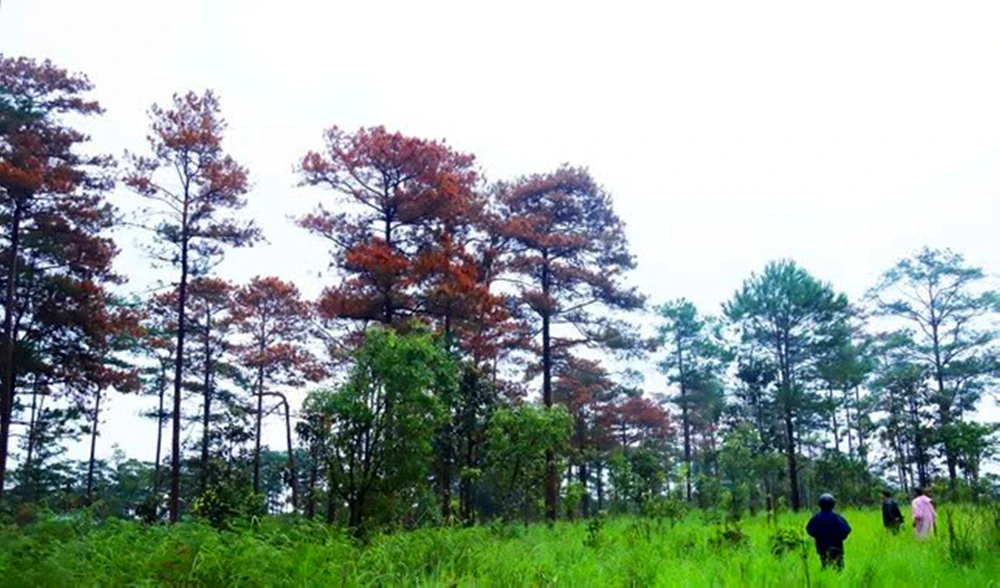 bảo vệ rừng