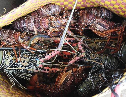 6-1-Anh-2-Mua-tom-hum-9649-1389070947.jp