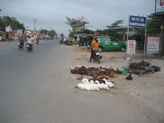 Gia cầm để tràn lan bên vệ đường để chào mới khách