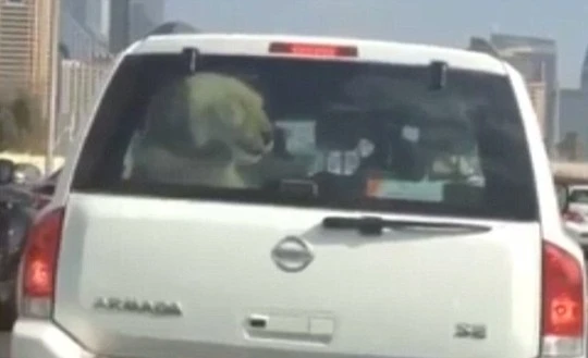  Chở sư tử đi chơi trên...xe hơi ảnh 1