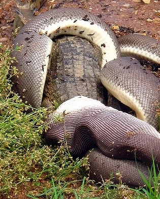 Con rắn quấn quanh mình cá sấu