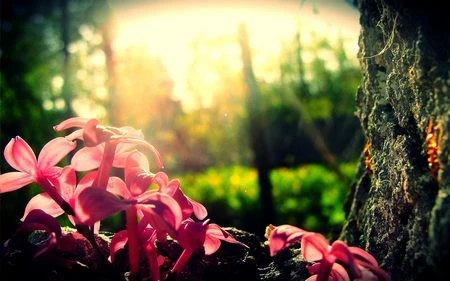 Phạm Thế Quang Huy