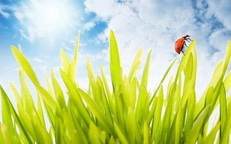 Phạm Thế Quang Huy