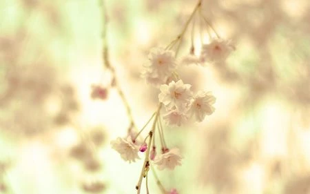 Phạm Thế Quang Huy