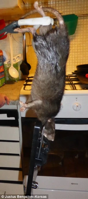  Bắt được “chuột quái vật” dài 40 cm ảnh 3