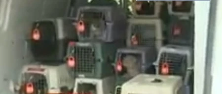 SPCA đang cố gắng tìm nhà mới cho những chú mèo này