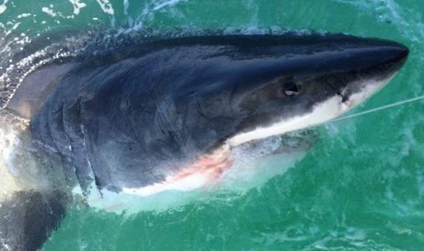 Phát hoảng khi câu được con cá mập trắng khổng lồ ảnh 3